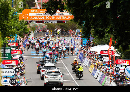 Uraidla, South Australia, Australien. 17 Jan, 2019. Das Peloton auf der letzten Runde, Stufe 3 der Tour Down Under, Australien auf den 17. Januar 2019 Credit: Gary Francis/ZUMA Draht/Alamy leben Nachrichten Stockfoto