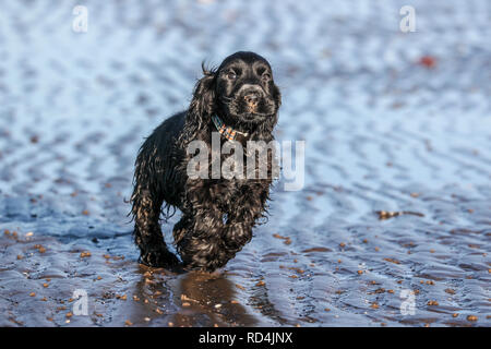 Troon, Ayrshire, UK. 17. Januar, 2019. Frost und kalte Winde nicht abschrecken, Stanley, ein 10 Wochen altes Cocker Spaniel aus Glasgow, seinen ersten Tag am Strand genießen und Spielen im Meer und Sand. Credit: Findlay/Alamy leben Nachrichten Stockfoto