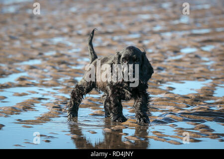 Troon, Ayrshire, UK. 17. Januar, 2019. Frost und kalte Winde nicht abschrecken, Stanley, ein 10 Wochen altes Cocker Spaniel aus Glasgow, seinen ersten Tag am Strand genießen und Spielen im Meer und Sand. Credit: Findlay/Alamy leben Nachrichten Stockfoto