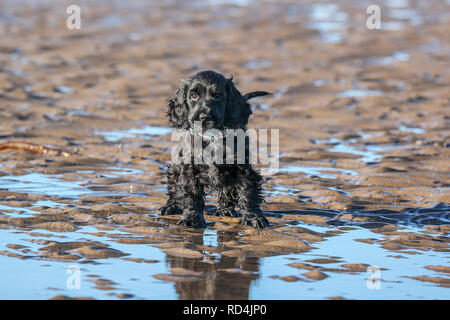 Troon, Ayrshire, UK. 17. Januar, 2019. Frost und kalte Winde nicht abschrecken, Stanley, ein 10 Wochen altes Cocker Spaniel aus Glasgow, seinen ersten Tag am Strand genießen und Spielen im Meer und Sand. Credit: Findlay/Alamy leben Nachrichten Stockfoto