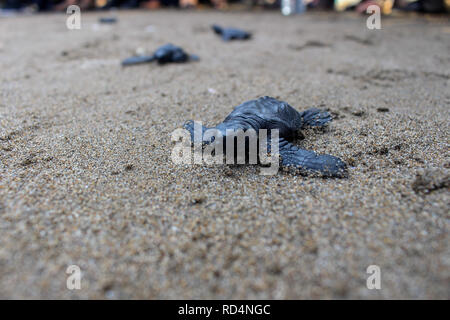 Aceh Utara, Aceh, Indonesien. 17 Jan, 2019. Eine Schildkröte gesehen auf dem Weg zum Meer nach der Erhaltung. Dutzende von indonesischen Studenten freigegeben die Art der Baby Lekang Schildkröte (Lepidochelys olivacea) nach Durchführung von Erhaltungsmaßnahmen an der Küste von North Aceh Regency, Provinz Aceh, Indonesien. Nach Angaben der Internationalen und der Erhaltung der natürlichen Ressourcen (IUCN) der sieben Arten von Schildkröten in der Welt, die in der roten Liste der Tiere, die vom Aussterben bedroht sind. Credit: ZUMA Press, Inc./Alamy leben Nachrichten Stockfoto