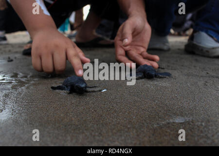 Aceh Utara, Aceh, Indonesien. 17 Jan, 2019. Schildkröten gesehen auf dem Meer freigegeben, nachdem die Erhaltung. Dutzende von indonesischen Studenten freigegeben die Art der Baby Lekang Schildkröte (Lepidochelys olivacea) nach Durchführung von Erhaltungsmaßnahmen an der Küste von North Aceh Regency, Provinz Aceh, Indonesien. Nach Angaben der Internationalen und der Erhaltung der natürlichen Ressourcen (IUCN) der sieben Arten von Schildkröten in der Welt, die in der roten Liste der Tiere, die vom Aussterben bedroht sind. Credit: ZUMA Press, Inc./Alamy leben Nachrichten Stockfoto