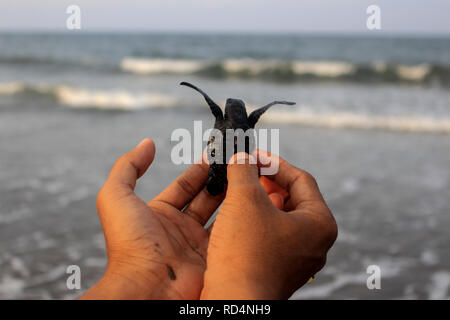 Aceh Utara, Aceh, Indonesien. 17 Jan, 2019. Eine Schildkröte ist gesehen zu werden an das Meer nach der Erhaltung freigegeben. Dutzende von indonesischen Studenten ist die Art der Baby Lekang Schildkröte (Lepidochelys olivacea) nach Durchführung von Erhaltungsmaßnahmen an der Küste von North Aceh Regency, Provinz Aceh, Indonesien freigegeben. Nach Angaben der Internationalen und der Erhaltung der natürlichen Ressourcen (IUCN) der sieben Arten von Schildkröten in der Welt, die in der roten Liste der Tiere, die vom Aussterben bedroht sind. Credit: ZUMA Press, Inc./Alamy leben Nachrichten Stockfoto