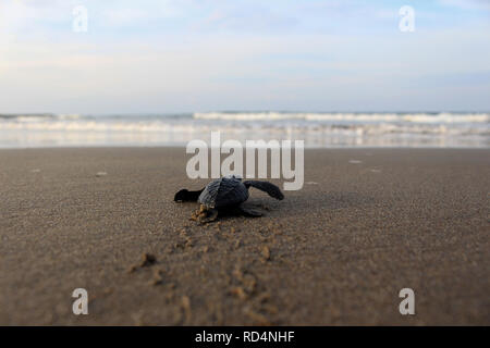 Aceh Utara, Aceh, Indonesien. 17 Jan, 2019. Eine Schildkröte gesehen auf dem Weg zum Meer nach der Erhaltung. Dutzende von indonesischen Studenten freigegeben die Art der Baby Lekang Schildkröte (Lepidochelys olivacea) nach Durchführung von Erhaltungsmaßnahmen an der Küste von North Aceh Regency, Provinz Aceh, Indonesien. Nach Angaben der Internationalen und der Erhaltung der natürlichen Ressourcen (IUCN) der sieben Arten von Schildkröten in der Welt, die in der roten Liste der Tiere, die vom Aussterben bedroht sind. Credit: ZUMA Press, Inc./Alamy leben Nachrichten Stockfoto