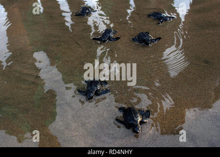 Aceh Utara, Aceh, Indonesien. 17 Jan, 2019. Schildkröten gesehen für das Meer nach der Erhaltung geleitet. Dutzende von indonesischen Studenten ist die Art der Baby Lekang Schildkröte (Lepidochelys olivacea) nach Durchführung von Erhaltungsmaßnahmen an der Küste von North Aceh Regency, Provinz Aceh, Indonesien freigegeben. Nach Angaben der Internationalen und der Erhaltung der natürlichen Ressourcen (IUCN) der sieben Arten von Schildkröten in der Welt, die in der roten Liste der Tiere, die vom Aussterben bedroht sind. Credit: ZUMA Press, Inc./Alamy leben Nachrichten Stockfoto