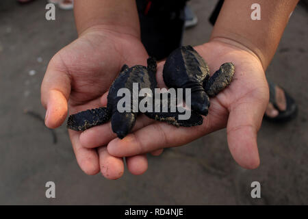 Aceh Utara, Aceh, Indonesien. 17 Jan, 2019. Schildkröten gesehen auf dem Meer freigegeben, nachdem die Erhaltung. Dutzende von indonesischen Studenten freigegeben die Art der Baby Lekang Schildkröte (Lepidochelys olivacea) nach Durchführung von Erhaltungsmaßnahmen an der Küste von North Aceh Regency, Provinz Aceh, Indonesien. Nach Angaben der Internationalen und der Erhaltung der natürlichen Ressourcen (IUCN) der sieben Arten von Schildkröten in der Welt, die in der roten Liste der Tiere, die vom Aussterben bedroht sind. Credit: ZUMA Press, Inc./Alamy leben Nachrichten Stockfoto