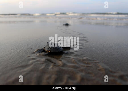 Aceh Utara, Aceh, Indonesien. 17 Jan, 2019. Eine Schildkröte gesehen auf dem Weg zum Meer nach der Erhaltung. Dutzende von indonesischen Studenten freigegeben die Art der Baby Lekang Schildkröte (Lepidochelys olivacea) nach Durchführung von Erhaltungsmaßnahmen an der Küste von North Aceh Regency, Provinz Aceh, Indonesien. Nach Angaben der Internationalen und der Erhaltung der natürlichen Ressourcen (IUCN) der sieben Arten von Schildkröten in der Welt, die in der roten Liste der Tiere, die vom Aussterben bedroht sind. Credit: ZUMA Press, Inc./Alamy leben Nachrichten Stockfoto