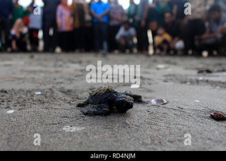 Aceh Utara, Aceh, Indonesien. 17 Jan, 2019. Eine Schildkröte gesehen auf dem Weg zum Meer nach der Erhaltung. Dutzende von indonesischen Studenten freigegeben die Art der Baby Lekang Schildkröte (Lepidochelys olivacea) nach Durchführung von Erhaltungsmaßnahmen an der Küste von North Aceh Regency, Provinz Aceh, Indonesien. Nach Angaben der Internationalen und der Erhaltung der natürlichen Ressourcen (IUCN) der sieben Arten von Schildkröten in der Welt, die in der roten Liste der Tiere, die vom Aussterben bedroht sind. Credit: ZUMA Press, Inc./Alamy leben Nachrichten Stockfoto