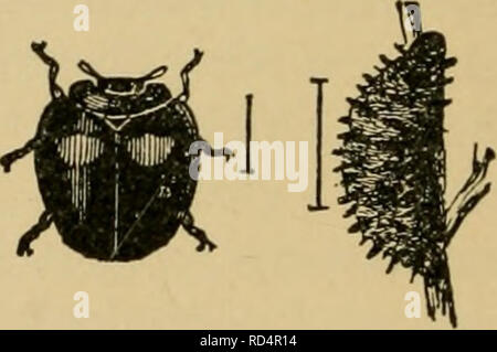 . Elementare Entomologie. Entomologie. Abb. 237. Die neun-beschmutzte Marienkäfer - Käfer {Kokken - tiella novemnotata), - Erwachsene und Larve (nach Chittenden) Familie ernähren sich von Pflanzen - Läuse, Skalen und anderen weichen Körper Insekten, sowohl als Erwachsene und als Larven und kann überall dort zu finden, wo ihre Beute reichen wird. Im Allgemeinen ist die gemeinsame Gelb oder Rot, Schwarz-gefleckte Arten ernähren sich von Pflanzen - Läuse, während die kleineren schwarzen Arten, mit roter oder weißer Flecken, Futtermittel auf Skalen markiert. So sind die Dame - Vögel unter den Kolonien der Anlage - Läuse, sie sind häufig falsch als Eltern der aphides genommen und der misgu Stockfoto