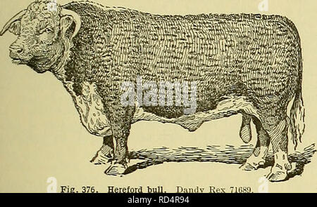 . Cyclopedia von Nutztieren. Heimische Tiere und Waren tierischen Ursprungs. Rinder Rinder 353, dass der Preis für den Meister über alle Rassen bei der ersten Show der Smithfield Club steer Gehalten an London 1799 wurde gewonnen durch ein Hereford lenken, und das Gleiche gilt für viele der nachfolgenden Jahre. Bei einer Dispersion Versteigerung von der Zucht Herde von einer der frühen Verbesserer Der Hereford, statt. Abb. 376. Hereford Bull. Dandy Rex 1819, der Durchschnitt der Verkauf war über 750 $ pro Kopf. In Amerika. - Einfuhr von ein paar Leiter Herefords waren nach Amerika im Jahre 1817, 1824 und 1840. Die ersten beiden Importa Stockfoto