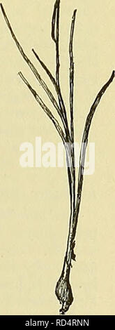 . Cyclopedia von Nutztieren. Heimische Tiere und Waren tierischen Ursprungs. Hinweise auf Lager - Vergiftung 119 Futter - Gift ing. Bedingungen für die Pflanzen und Tiere spielen eine wichtige Rolle in Futter - Vergiftung. Einige Pflanzen sind giftig, nur in bestimmten Phasen ihrer Entwicklung, und es ist sicher, dass die klimatischen Bedingungen, durch Check-ing das Wachstum von Pflanzen, die Bildung oder Ablagerung im Gewebe der Anlage von toxischen Substanzen, die nicht in nennenswerten Mengen sind unter normalen Bedingungen verursachen können. Wenn ein Tier thin in Fleisch ist, oder hungrig, Gift-ous Stoffe wird es mehr ernsthaft beeinflussen, Stockfoto