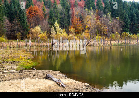 Tote Baumstämme im See Wasser reflektiert, Herbst Wald dahinter. Cuejdel See wurde vor 30 Jahren geboren (a Landfall auf dem Fluss Cuejdel) in Rumänien, Heute ist Stockfoto