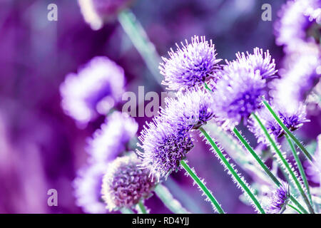 Südlichen Globus Thistle, Lila, wild und zarten Blüten wachsen auf Britische Wiese im Sommer. das natürliche Sonnenlicht und verschwommenen Hintergrund. Helle, lebendige. Stockfoto