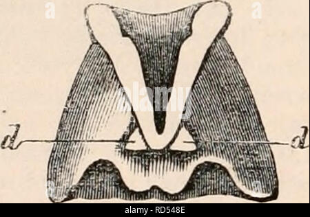 . Die cyclopaedia von Anatomie und Physiologie. Anatomie, Physiologie, Zoologie. Vorderansicht des Kehlkopfes von Ursits Malayanus. a, Tuberkel; b, Kerbe der Schilddrüse Warenkorb.; c, Kerbe des cricoid Warenkorb.. Zeigt die Sesamold Warenkorb, d d, von Ursus Ma-layanus. tenoids Klein. Kehldeckel dreieckig. Ven - tricles tief, zu zwei sacs, von denen eines unter der Wurzel der Zunge liegt, die andere zwischen der Schilddrüse und cricoid Knorpel. * Mustela Furo. Siehe Wolff. Ventrikel führen zu sacs. Lutra Vulgaris. - Schilddrüse: Superior und In-ferior Ränder parallel und schräg nach oben, Superior mit einer abschließenden Runde ape Stockfoto
