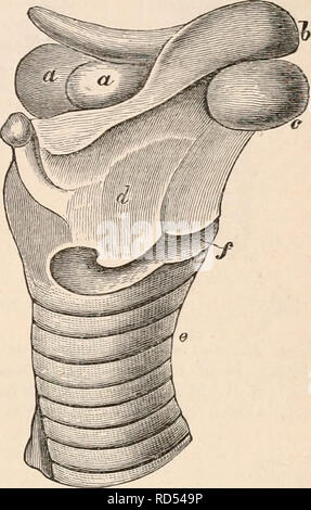 . Die cyclopaedia von Anatomie und Physiologie. Anatomie, Physiologie, Zoologie. Stimme. H 87 nur als Faltenbalg, der luftröhre oder Rohr, und Kehlkopf* oder Reed. Das Nervensystem und die Mus- Systeme sind ähnlich wie die der Menschen, ist nicht erforderlich, die im Detail behandelt werden. Die akustischen Grundlagen der erste Abschnitt wird allgemein für die untergeordneten Aufträge von Mammalia werden, so dass, wenn die Struktur ist die Funktionen verstanden wird. In der Berücksichtigung der Anatomie des Vocal-Organe durch Cuvier, Vicq d'Azyr, Brandt, Wolff, Henle, und andere gegeben, keine Schätzung der relativen Dimensionen der t Stockfoto