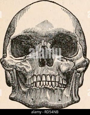 . Die cyclopaedia von Anatomie und Physiologie. Anatomie, Physiologie, Zoologie. 1.320 SORTEN DER MENSCHHEIT. wörtlich, dass die Profil Ansicht ist die Cha-racteristic, und dass die "Gesichtsbehandlung Winkel" der unterschiedlichen Rassen unterscheiden sich so stark und so ständig, dass auf dieses Zeichen allein eine gültige Unterscheidung gegründet werden könnte. Von Blumen-Bach, auf der anderen Seite wurde die Auffassung vertreten, daß der Vergleich der Breite des Kopfes, wie sie vor allem in den vertikalen Aspekt gesehen, ist die Methode, mit der die am stärksten - deutliche Unterschiede in den Blick gebracht werden. Von Professor Owen die Bedeutung der Stockfoto