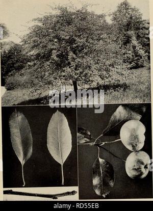 "Der Baum Buch: Ein beliebter Führer zu einem Wissen über die Bäume in Nordamerika und auf ihre Verwendung und Anbau" (1920) Stockfoto