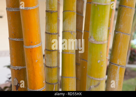 Abstrakte Nahaufnahmen von Palmen mit interessanten natürlichen Schattierungen von Grün, Gelb und Orange Stockfoto