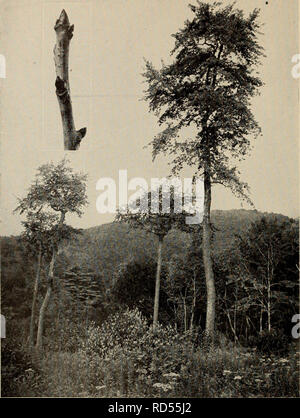 "Der Baum Buch: Ein beliebter Führer zu einem Wissen über die Bäume in Nordamerika und auf ihre Verwendung und Anbau" (1920) Stockfoto