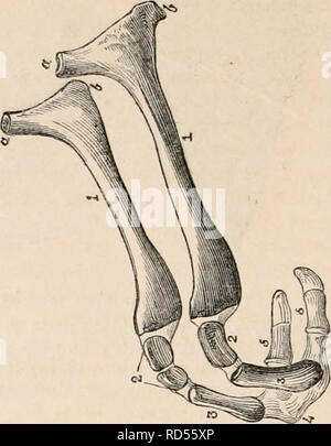 . Die cyclopaedia von Anatomie und Physiologie. Anatomie, Physiologie, Zoologie. 526 RUMINANTIA. der vierten, fünften, sechsten und siebten Halswirbel und des Brustbeins sterni und erster Rippe gesteckt." In die Schafe die fleischigen Bundles sind sehr klein; sie ergeben sich aus den untersten vier zervikalen Wirbel; aber in der Camel sind Sie alle Knochen, der Hals verbunden ist, mit Ausnahme der dentata, der Posterioren scalenus besonders kurz, und nur für den letzten befestigt. Die longus Colli und Recti haben eine ähnliche Veranlagung, die denen des Menschen. Die ehemalige ist in einer oberflächlichen unterteilt Stockfoto