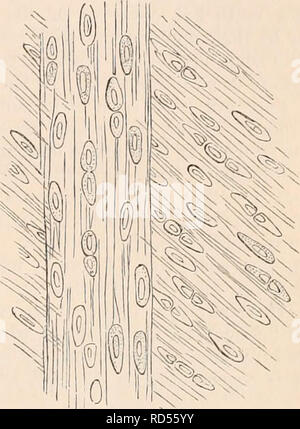 . Die cyclopaedia von Anatomie und Physiologie. Anatomie, Physiologie, Zoologie. Seröse und synovial Membranen. 517 Gress in Richtung des Trochanter major des Femur, ist ein bequemer Ein für die Prüfung. Auf einen dünnen Abschnitt parallel zu den knöchernen Oberfläche, es wird festgestellt, dass die Bands von den weißen faserige Element, das die Knochenhaut darstellen sind deutlich geändert, wo Sie die bursse. Sie sind viel weniger gewellter als üblich, und gleichzeitig haben viel mehr spröde werden und transparent. Außerdem werden - kommende mehr linear, die Markierungen, die in einem anderen Zusammenhang, nämlich Sie sind viel weniger Freq verändert Stockfoto