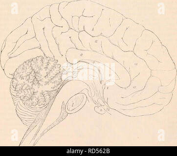 . Die cyclopaedia von Anatomie und Physiologie. Anatomie, Physiologie, Zoologie. 694 NERVENSYSTEM. (Nervöse Zentren. Hirn.) Oberflächen waren gleich, weder von Ihnen in Falten geworfen werden würde. Inexaminingthesurfacecalled centrum Samenanlage, die durch einen horizontalen Schnitt durch die Hemisphäre über dem Niveau des Corpus callosum ausgesetzt ist, erhalten wir eine Erklärung für die Entstehung der gewundene Oberfläche des Gehirns. Die Ebene des faserigen Sache wird durch eine wellige Marge von vesikulären Materie umgeben, die Faltungen von denen der gewundenen Aussehen der zerebralen Oberfläche geben. Die Stockfoto