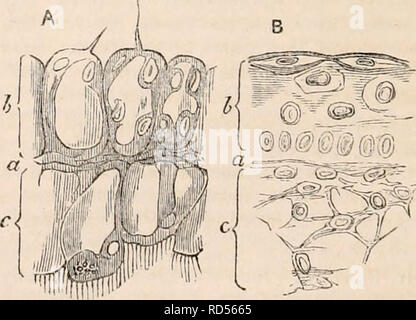 . Die cyclopaedia von Anatomie und Physiologie. Anatomie, Physiologie, Zoologie. 474 - TEOUMENTARY ORGANE. plexities, deren Lösung scheint mir wichtig, jede philosophische Behandlung des Themas zu werden, sowie die Berücksichtigung von denen 1, daher vorschlagen, die folgenden einleitenden Abschnitt zu widmen. § 1. Meine erste Schwierigkeit war eine Antwort auf die Frage zu finden, - Was eine tegu- mentären Orgel als von jedem anderen unterscheiden? Die offensichtlichste Definition eines integu- oder tegumentary Orgel ist natürlich, dass die Formen der äußeren Abdeckung aller Tierarten - viscus, auf der anderen han Stockfoto