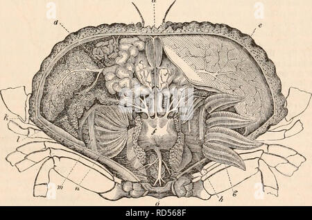 . Die cyclopaedia von Anatomie und Physiologie. Anatomie, Physiologie, Zoologie. Krebstiere, 775 die biliäre Apparat der Crustacea ist sehr groß in der Decapocla. Die Leber ist symmetrisch (Abb. 417), und besteht aus zwei Hälften, in der Regel getrennt voneinander, und das ganze Organ besteht aus einem agglo-Meration der ccecums, die durch einen ihrer Extremitäten sich absondernden Kanäle leer. Diese, die Union Form größer und Trunks und die Flüssigkeit oder Galle sezerniert wird schließlich durch einen Kanal in den Pyloric Teil des Magens gegossen. Die Leber ist gefunden zu e unterzogen werden Stockfoto
