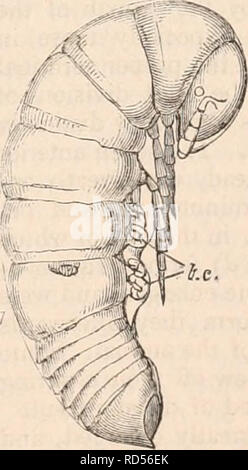 . Die cyclopaedia von Anatomie und Physiologie. Anatomie, Physiologie, Zoologie. des Platzens Tanz an der anterioren. Dieser Patch, der alle Ohr permanent ist - lier Änderungen des Tieres, der größten Versorgungsunternehmen in de-termining die Pro-duktion von neuen Segmenten. Es ist im Segment-Series-implementierung posterior, dass die männlichen Organe, ihre lassen, ein Umstand bemerkenswert aus der Tatsache, dass diese Steckdose ist im vorderen Teil original germinal Raum, und das Ei das ist ganz in der Nähe der Beendigung des Körpers. So war der Zustand des jungen Julus auf Stockfoto