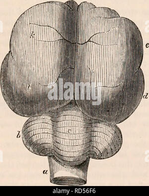 . Die cyclopaedia von Anatomie und Physiologie. Anatomie, Physiologie, Zoologie. RODENTIA. 391 durch eine aufsteigende Kanal, der betritt den cavit} der Schädel in der Nähe der Sella turcica, Ankunft in das Gehirn viel in der gleichen Weise wie die Arteria carotis des menschlichen Subjekts. Dieser Zweig ist kleiner als die A. vertebralis. Die anderen oder externen Filiale betritt die Schädeldecke durch einen Kanal, der auf der vorderen Oberfläche des petrous Knochen geöffnet wird, und teilt sich in die mittleren Hirnhaut und ophthal-mic Arterien. In der Siebenschläfer die Verteilung der A. carotis Fast ähnelt, was des ist Stockfoto