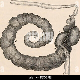 . Die cyclopaedia von Anatomie und Physiologie. Anatomie, Physiologie, Zoologie. RODENTIA. 389 Der Doppelpunkt (e) für eine kurze Strecke fast den gleichen Durchmesser wie der Blinddarm, aber es bald abnimmt in der Größe und im Rest von seinem Umfang ist kaum breiter als der Dünndarm. Intern, stellt es keine septen oder valvulae conniventes. Die intestinale Papillen bilden kleine Lamella?, die Grenzen sind gesäumt mit feinen Filamente, die papille? Über die gesamte Länge des Dünndarm erweitern, sondern zu seiner Beendigung wird kleiner und weniger pro-ceptible. In der Ratten, Stockfoto