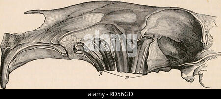 . Die cyclopaedia von Anatomie und Physiologie. Anatomie, Physiologie, Zoologie. 384 RODENTIA. und andere Nagetiere mit entwurzelten Molaren, die Reproduktion der Molaren, wie die des In-cisor Zähne, erscheint im gesamten Existenz des Tieres, um fortzufahren. Die entwurzelten und Pro-petually wachsenden Backenzähne sind immer mehr oder bereits zitiert worden; aber in den entwurzelten Molaren, wo die Falten der Zahnschmelz nach innen aus der gesamten Länge der Seiten des Zahnes, die charakteristische Konfiguration der Schleifen Oberfläche ist ohne Änderung beibehalten werden, wie in Abb. 2G8.. Oberkiefer der Patagonischen Cavia (Chlor Stockfoto