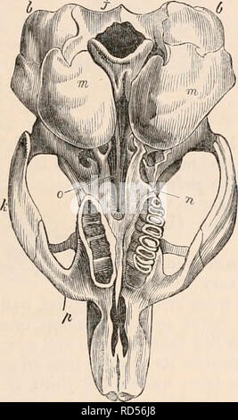 . Die cyclopaedia von Anatomie und Physiologie. Anatomie, Physiologie, Zoologie. RODENTIA. 379 Zahn und ist hinter zwischengeschaltet, zwischen dem Oberkiefer und die Sphenoid. In der viscache und der Chinchilla, die Knochen der Nase sind oval und länglich; die aufsteigende Äste der intermaxillaries sehr an ihrer Herkunft schmal; aber Sie vergrößern, wie sie an den frontalen, wie in der jerboas. Der Oberkiefer, in beiden, bildet die gesamte pre-orbital Ring; aber in der viscache den vertikalen Teil des Bogens posterior verdoppelt wird, wie in der helamys, durch eine aufsteigende Zweig der jugal, durch die lachrymal, ein Stockfoto