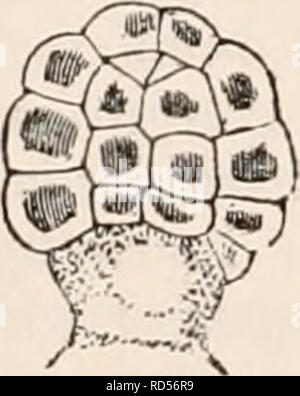 . Die cyclopaedia von Anatomie und Physiologie. Anatomie, Physiologie, Zoologie. Modus der Herkunft des Edelsteins. Zwei der Zellen der oberflächliche Schicht gesehen mehr sehr vergrößert. Die Membran des Einzelnen hat einen Nippel gewachsen; in einem der vertikalen Septum unterschieden werden können. 400 Durchm., die im rechten Winkel zur Achse der Wedel. Seine Form ist zunächst, dass von einer abgeflachten Abb. 202. Eine abgeflachte Rudiment der gem gesehen seitlich. Teilung der zweiten Zelle der Rudiment durch eine vertikale Septum, auf jeder Seite, die die COM-mencements von mehreren quer Septen sind mo-out delled in der Stockfoto