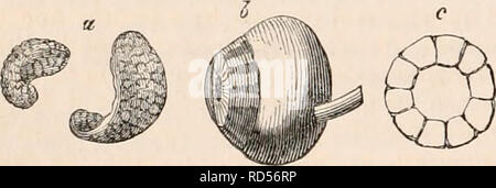 . Die cyclopaedia von Anatomie und Physiologie. Anatomie, Physiologie, Zoologie. REPTILIA. In allen Reptilien gibt es nur eine ossiculum Auditus (columncllu}, die in der Regel von einer Posaune Form ist. Seine äußeren Extremitäten ist in der Echsen verbunden mit der Membrana Tym-pani durch eine knorpelige Prozess; aber in Schildkröten direkt in das mnmbrana Pauken, die über eine knorpelige Textur implantiert wird. Das innere Ende des Auditory ossicle vergrößert in einem Oval oder dreieckige Disc {Patina), die auf die fenestra Rotunda angewendet wird, in der gleichen Weise wie die Scheibe der Steigbügel ist in der Stockfoto