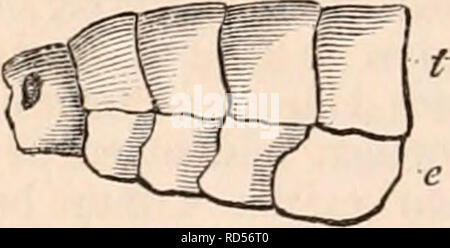 . Die cyclopaedia von Anatomie und Physiologie. Anatomie, Physiologie, Zoologie. Theoretische Abbildung veranschaulicht die Zusammensetzung des tegumentary Skelett der Krebstiere. 1), Dorsalen arc; t, t, tergal Stücke; e, e, epimeral Stücke; V, ventralen Arc; s, *, der Sternalen und episternal Stücke; P, Einfügung der Extremitäten. dian Linie bilden die tergum (Jig - 378, D); die überlegene arc ist auf beiden Seiten von zwei anderen Stücken, die unter dem Namen oifiancs oder epimeral Stücke (Jig bekannten abgeschlossen. 378, e). Den inferioren Bogen stellt in seiner Zusammensetzung eine exakte Counter - Teil der überlegenen. Zwei der vier Stücke Stockfoto