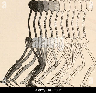 . Die cyclopaedia von Anatomie und Physiologie. Anatomie, Physiologie, Zoologie. Bewegung. 469 gleicher Länge, ebenso verlängert, und vertreten in dem Moment, wenn die zuvor schwingende Bein auf dem Boden platziert ist; aber Jig. 260, die sich langsam zu Fuß, hat das Bein weit über die vertikale erweitert. Abb. 259, das ist zu Fuß schneller, das Bein weniger fortgeschrittene, während Abb. 258, die für die größtmögliche Schnelligkeit, hat den Fuß direkt in die vertikale Linie, die durch den Kopf des Oberschenkels. Beobachten wir auch, dass die Wege durch die schwingende Bein der drei Abbildungen beschrieben, dass Stockfoto