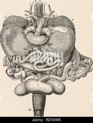 . Die cyclopaedia von Anatomie und Physiologie. Anatomie, Physiologie, Zoologie. 301 REPTILIA. 3. Eine kleine Arterie auf die sub-clavian Muskel angeeignet. Die V. Subclavia dann bifurcates Eine große aufsteigenden Ast zu bilden, und eine kleinere externen Niederlassung. Von den aufsteigenden Ast entstehen - 4. Die überlegenen zervikalen (wirbelsäule von Bqjanus), das die Muskeln der oberen Region des Halses, gibt einige Zweige der Wirbelsäule, und bei Länge wird mit der zervikalen Wiederkehrende gegründet. 5. Zwei kleine Wirbelsäule Niederlassungen für die Wirbel im Nacken. 6. Eine interkostalen Zweig, der teilt die t zu bilden Stockfoto
