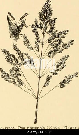 . Cyclopedia der amerikanischen Gartenbau: Bestehend aus Anregungen für den Anbau von Gartenpflanzen, Beschreibungen der Arten von Obst, Gemüse, Blumen und Zierpflanzen in den Vereinigten Staaten und in Kanada verkauft, zusammen mit geographischen und Biographische Skizzen. Gartenbau, Gartenbau, Gartenbau, Gartenbau. 1380 PLUMBAGO Weiß-Fld. Form von S. Capensis. Von dieser Spezies durch seine Kürzere fls Unterschieden. und verschiedenen Ivs. BC&amp; ndens, Linn. Der Vorder- oder Hinterkante klettern, Kahl: Co-rolla Weiß mit mucronate Lappen, der Schlauch, der zweimal länger als die Glanduläre - behaarte Kelch-Tube: Ivs Stockfoto