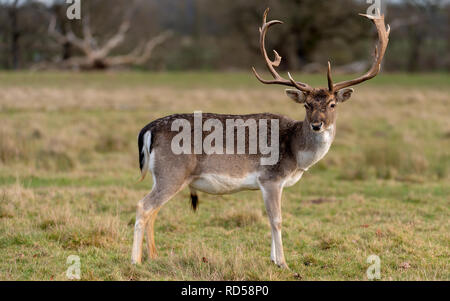 Rehe in der Abendsonne - Attingham Park an der Ilm Stockfoto