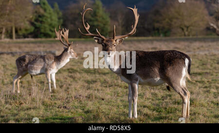 Rehe in der Abendsonne - Attingham Park an der Ilm Stockfoto