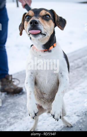 Jack Russell Terrier für einen Spaziergang an einem verschneiten Straße im Winter Stockfoto