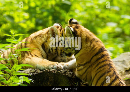 Sibirische/Amur Tiger Cubs (Panthera tigris Altaica) Zwei Jungen zusammen auf einem Baum Stockfoto