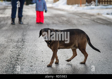 Beleibte entitled Hund spazieren an einem Wintertag Stockfoto