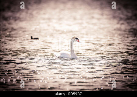 Hump Schwan, Cygnus olor, auf den großen Pönitzer See in Schleswig - Holstein, Deutschland, Europa, Höckerschwan, mit dem Großen Pönitzer See in Schleswig-Hols Stockfoto