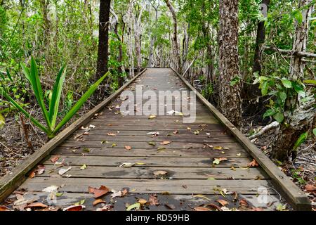 Die Vielfalt der Promenade am Cape Hillsborough National Park, Queensland, Australien Stockfoto