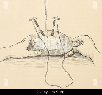 . Elektrophysiologie menschlicher Muskeln. Elektrophysiologie. 182 Verschiedene Versuchsbedingungen. Thermometer eingeführt, so daß das Quecksilbergefäß 2 cm unter dem Schild seine Lage erhielt. Auf der anderen Seite der Medianebene wurden zwei Trepanlöcher gleicher Art gemacht, das eine etwas vor dem Mittelpunkt zwischen vorderem und hinterem Schildende, das zweite 3,5 cm weiter zurück. Durch this Löcher wurden unpolarizierbare Elektroden so weit eingeführt, daß das Ende 2,5 cm tief unter dem Schild stak. Mann über-. Abb. 42. zeugt sich leicht bei der Sektion des Tieres, daß Sterben so ange-brach Stockfoto