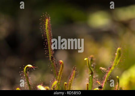 Nahaufnahme einer Kap sonnentau Drosera capensis ein Fleisch essen fleischfressende Pflanze Stockfoto