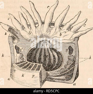 . Die cyclopaedia von Anatomie und Physiologie. Anatomie, Physiologie, Zoologie. 614 ZILIEN. Die Wimpern werden auch in anderen Stämmen der Medusae neben den Ciliograda zu existieren, aber sie unterscheiden sich in Form und Lage von den beschriebenen und nicht mit der gleichen Genauigkeit untersucht. In Rhizostoma Es gibt bestimmte membranöse Anhängsel an den Armen oder tentacula, und das Lager auf ihre freie eine Franse von kurzen Filamente, die ständig in Bewegung sind, und so für eine gewisse Zeit nach dem Arm oder Teil der Membran, die Sie unterstützen De ist - Tached aus dem Körper weiter. Diese Elementarfilamente werden beschrieben und Stockfoto