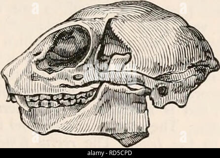 . Die cyclopaedia von Anatomie und Physiologie. Anatomie, Physiologie, Zoologie. QUADRUMANA. 217 nectecl mit der Ccbince, in dem ich sagte, dass die Form des knöchernen Rahmen geht nach und nach in absteigender Linie in Form oftheLemurirus, und von denen, die in der Form der kleineren Carnivora und Insectivora. Die Wahrheit dieser Behauptung wird durch die Prüfung der Schädel nachgewiesen werden. In allen die Schädel der oben genannten Gattungen der LcmurincE, die Umlaufbahnen open Posterior sind und die meisten so in der Galeopithecus (Jig. 137), die wir als Typ stattfinden soll, und in der es einen großen Dista Stockfoto